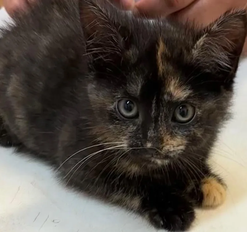 Lil Clawdia thumbnail 2