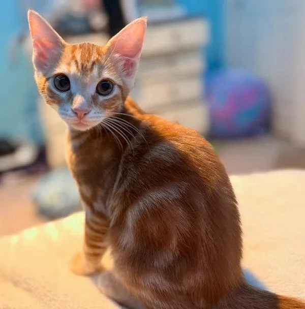 A baby small-sized male Domestic Short Hair cat named Macho for adoption in Bonsall, CA