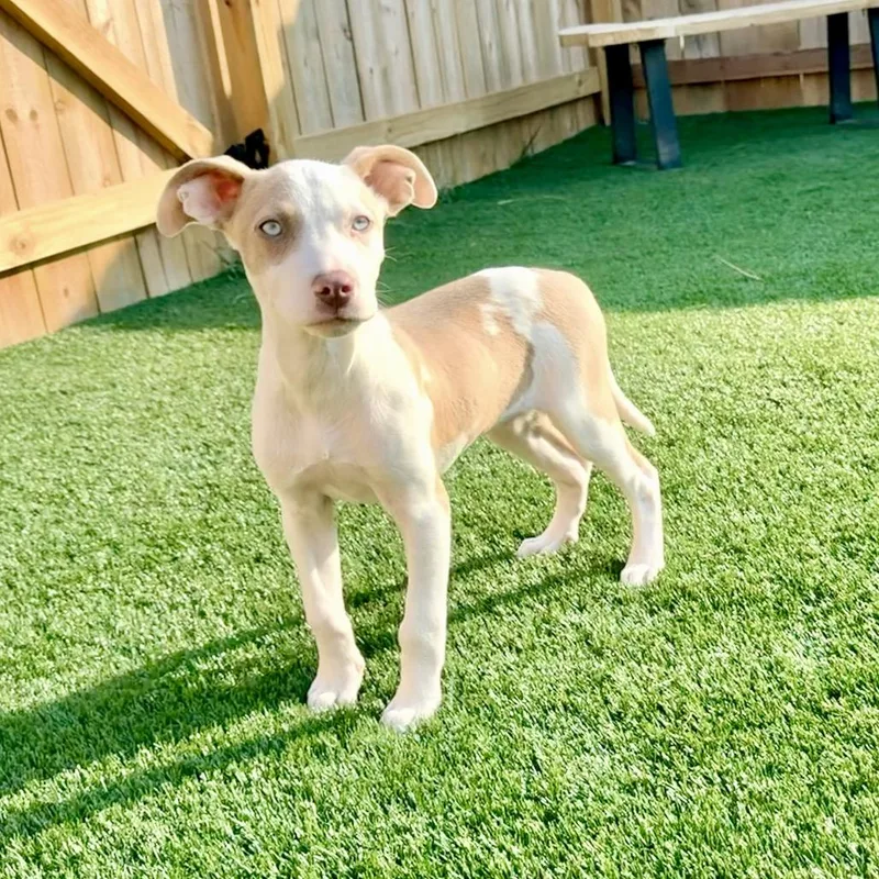 A baby medium-sized female Hound dog named Dolly for adoption in La Grange, KY