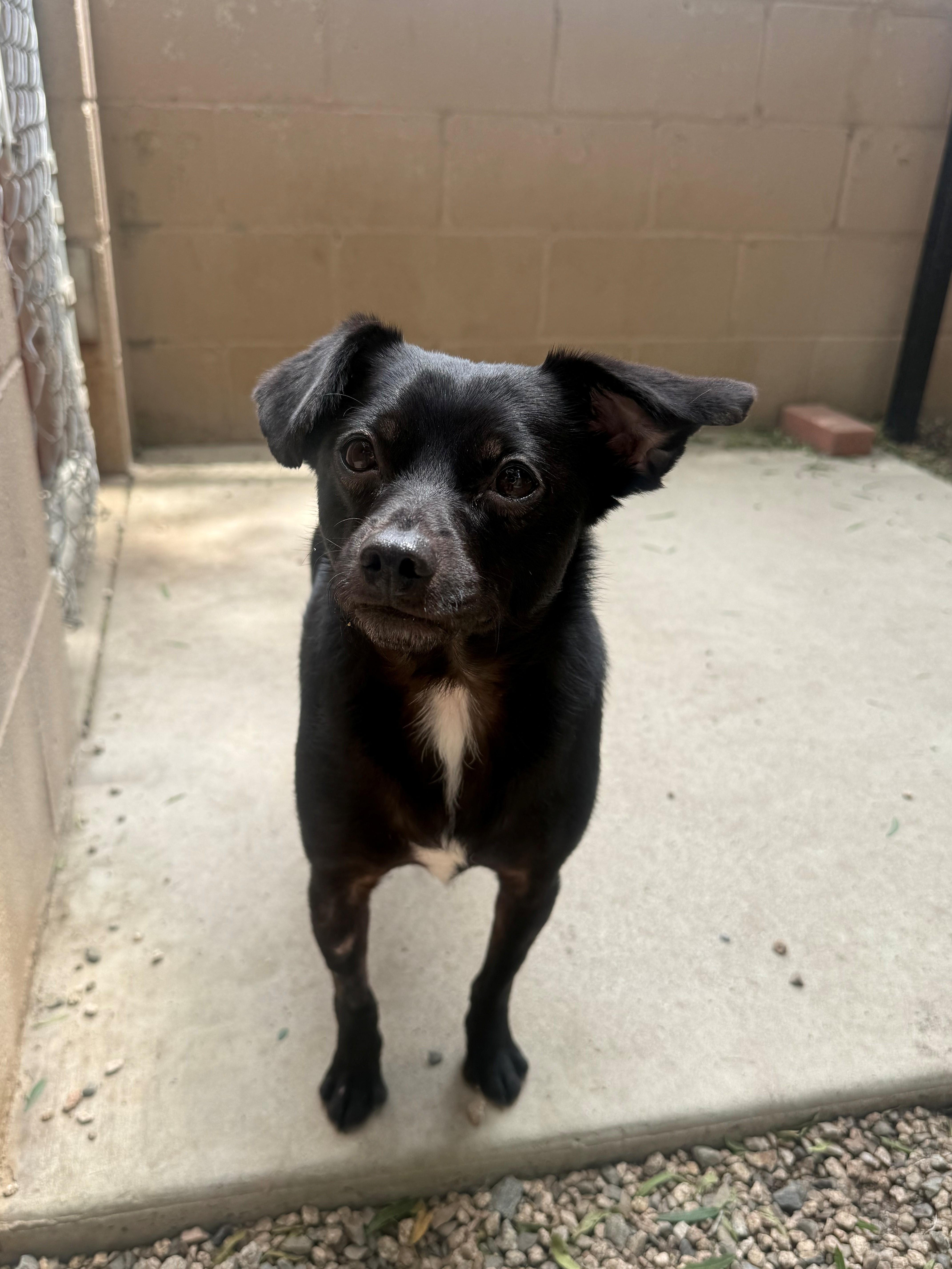 Chico