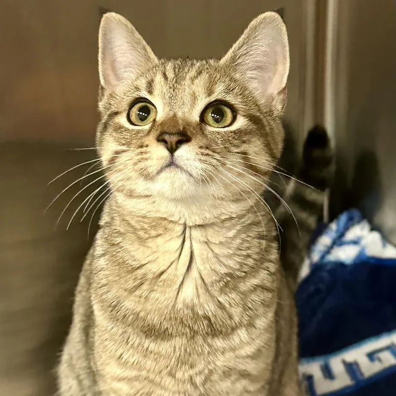 A baby small-sized female Gray / Blue / Silver Domestic Short Hair cat named Dublin for adoption in Saratoga Springs, NY