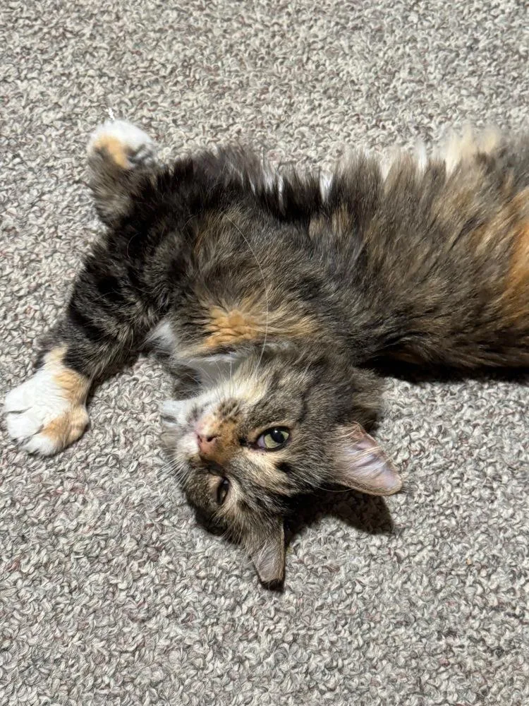 An adult small-sized female Domestic Medium Hair cat named Rikki for adoption in Plymouth, MN