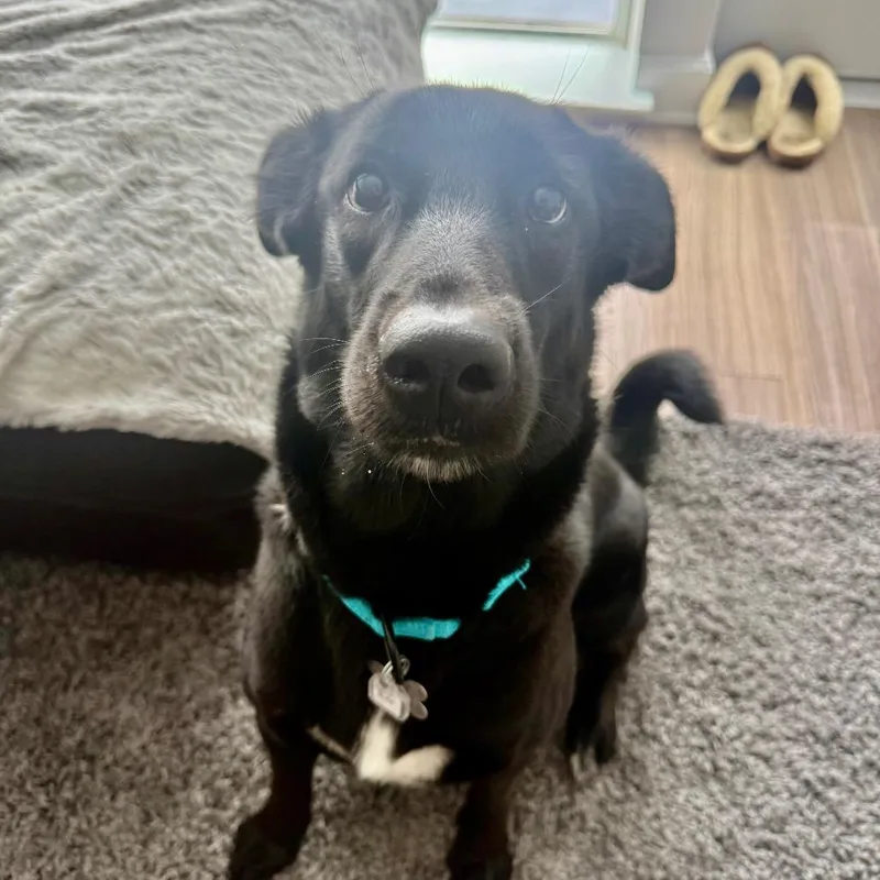 An adult medium-sized female Black Labrador Retriever dog named Coco Puff for adoption in Falls Church, VA