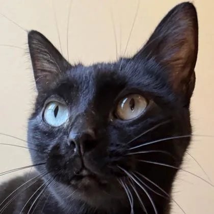 An adult medium-sized female Domestic Short Hair cat named Polly Pocket for adoption in Pleasanton, CA