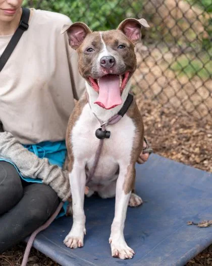 A young medium-sized female Mixed Breed dog named Reverie for adoption in Chamblee, GA
