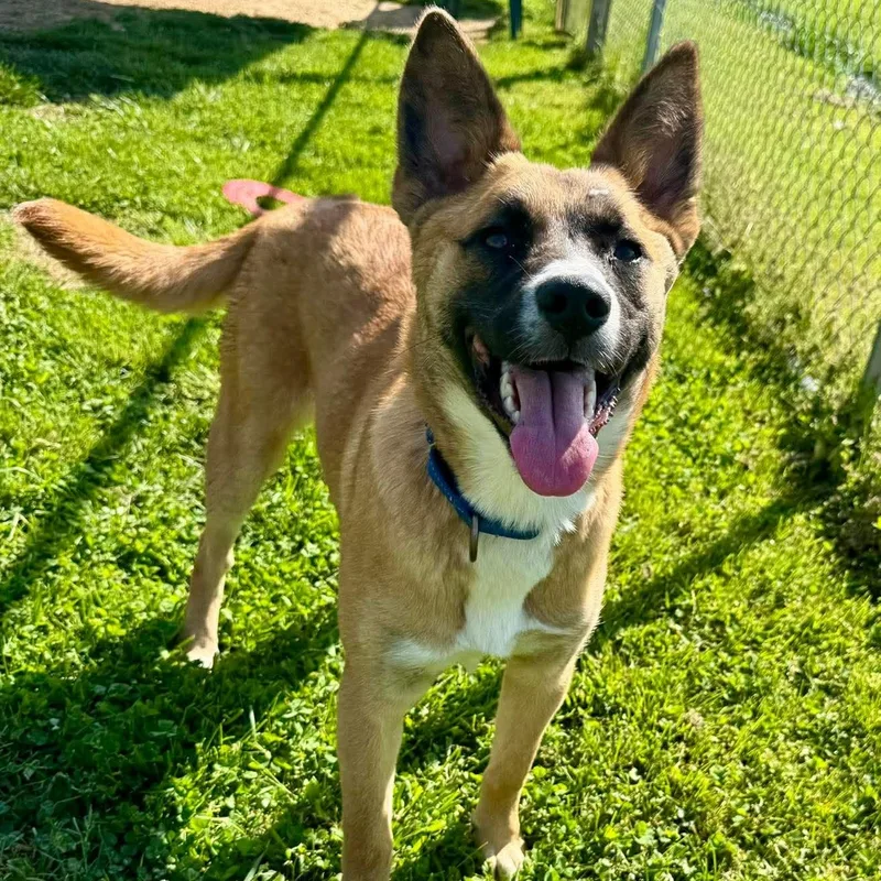 A young medium-sized female German Shepherd Dog dog named Poppy for adoption in Enfield, CT