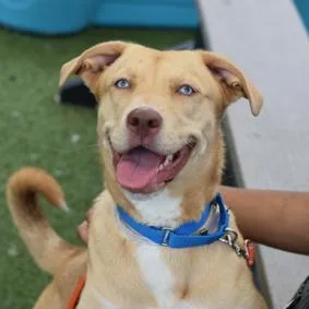 A young medium-sized female Golden Mixed Breed dog named Sassy for adoption in Vassalboro, ME