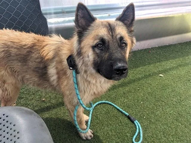 A young large-sized male German Shepherd Dog dog named Iago for adoption in Phoenix, AZ