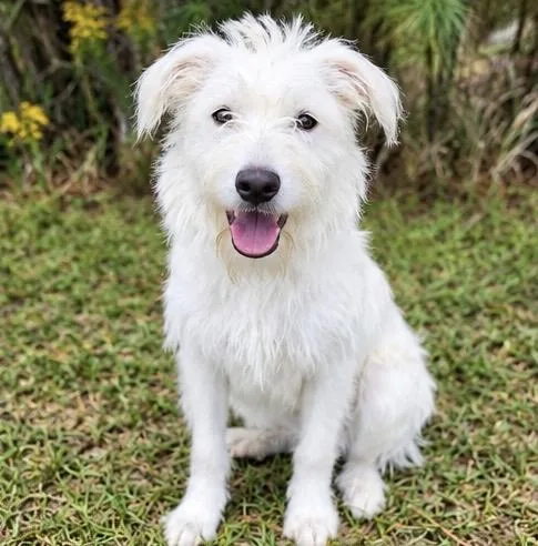 A young medium-sized male Poodle dog named Goose for adoption in Foley, AL