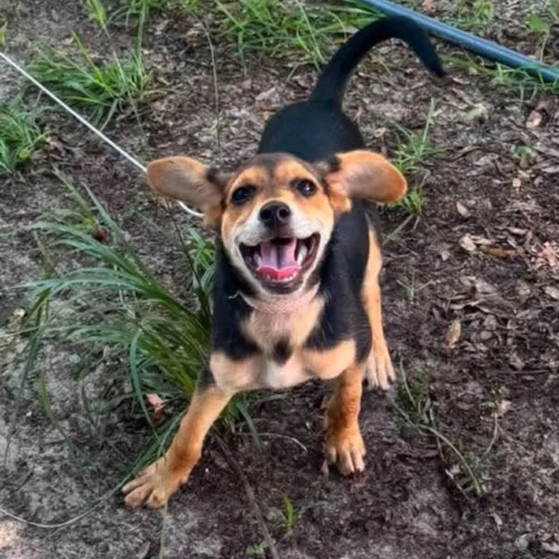 Rosie thumbnail 3