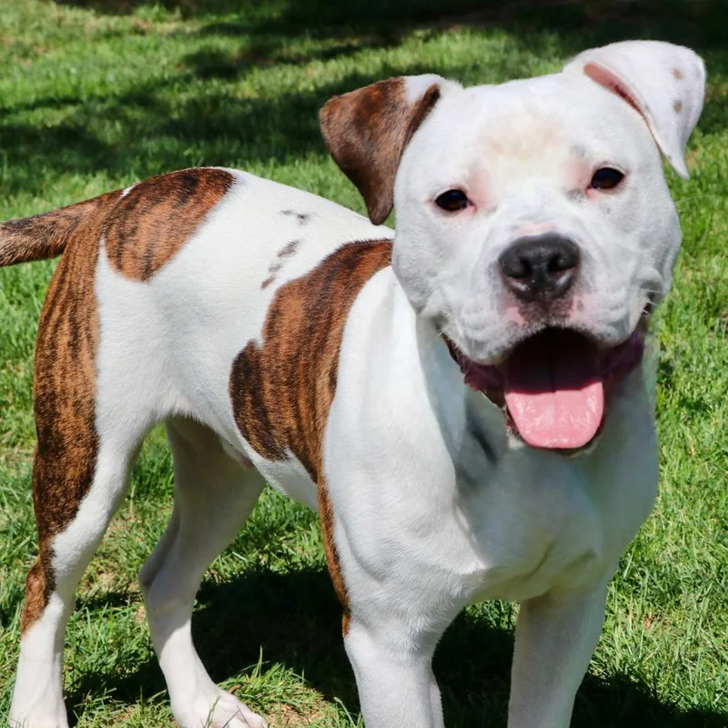 A young medium-sized male White / Cream Mixed Breed dog named Suavo for adoption in Allentown, PA