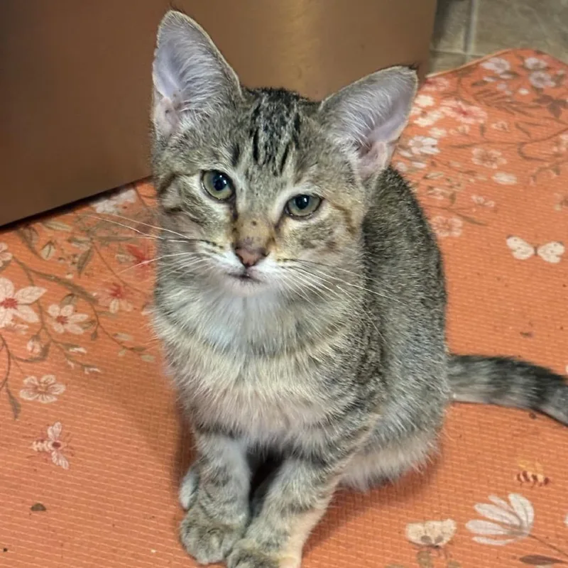A baby small-sized female Brown / Chocolate Domestic Short Hair cat named Scrawny for adoption in HERNANDO, MS