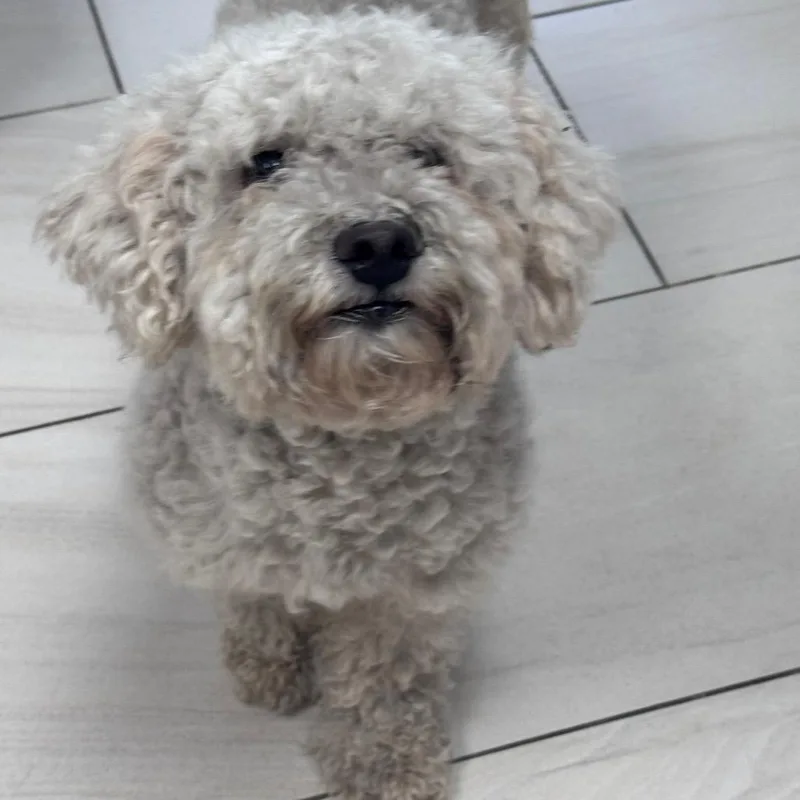 An adult small-sized female White / Cream Maltese dog named Yuki for adoption in Lufkin, TX