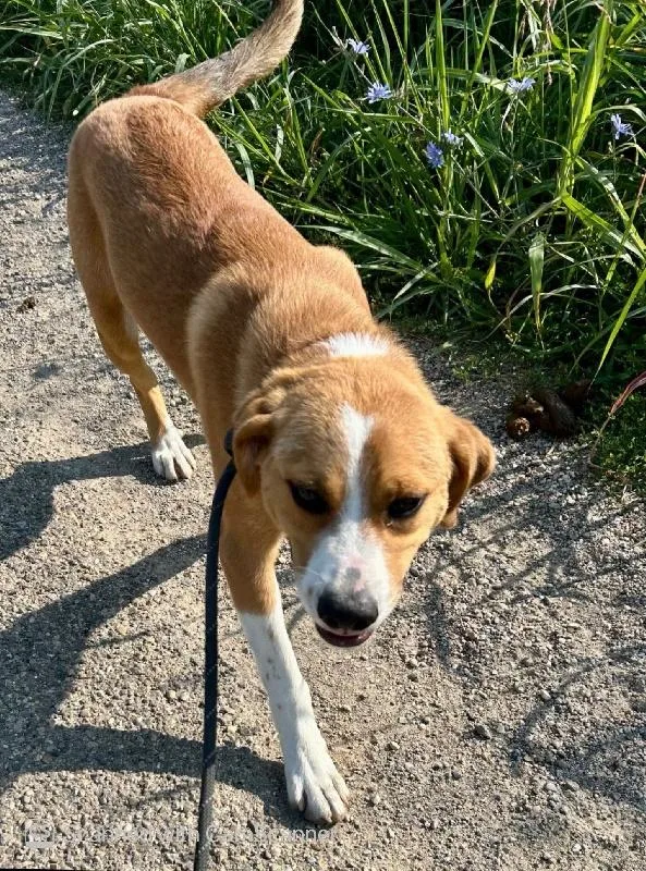 A young medium-sized male Hound dog named Romeo for adoption in Aurora, IL