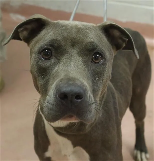 An adult large-sized female Mixed Breed dog named Hope for adoption in Columbia, SC