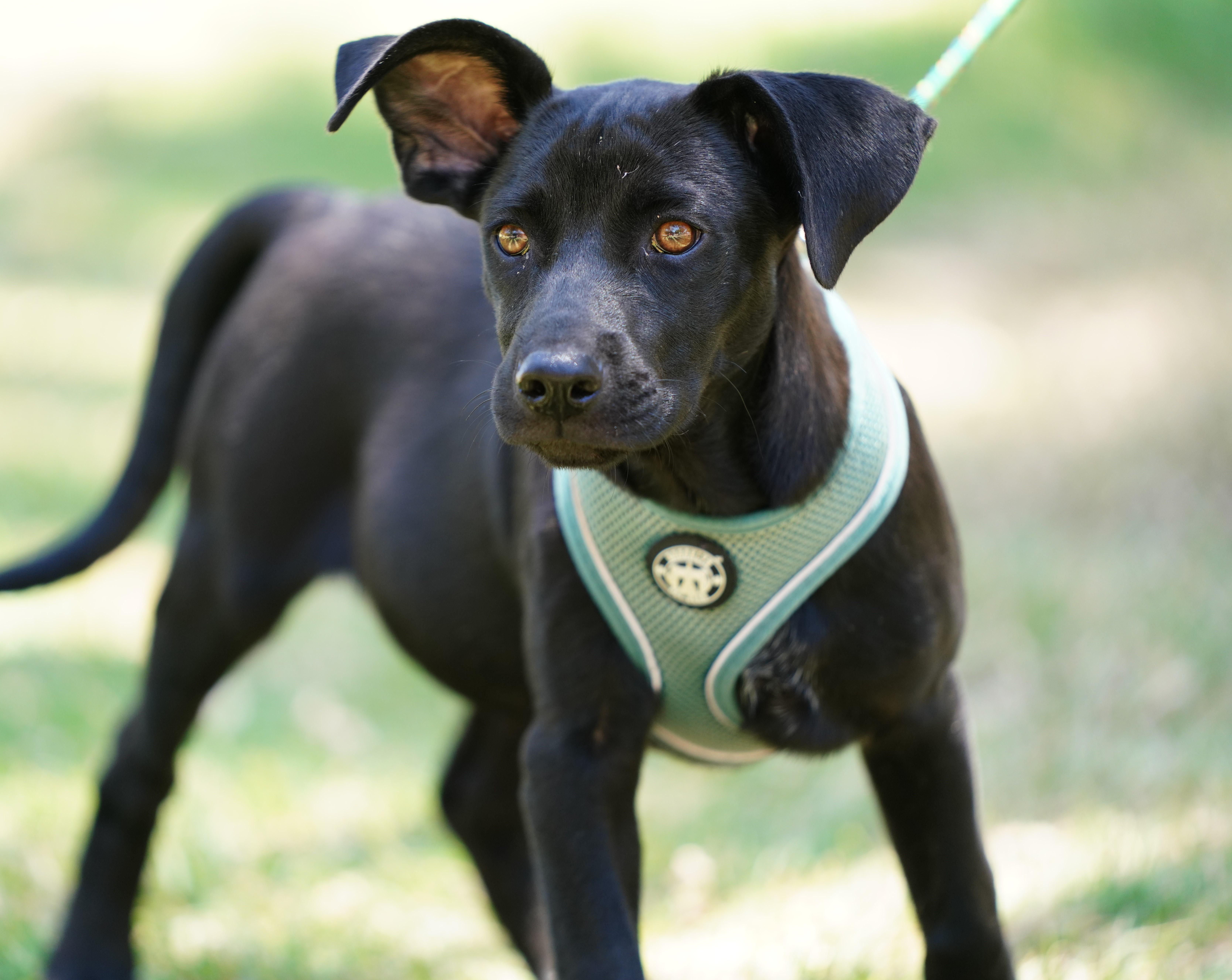 A baby medium-sized male Black Labrador Retriever dog named Anton for adoption in Orange, CA