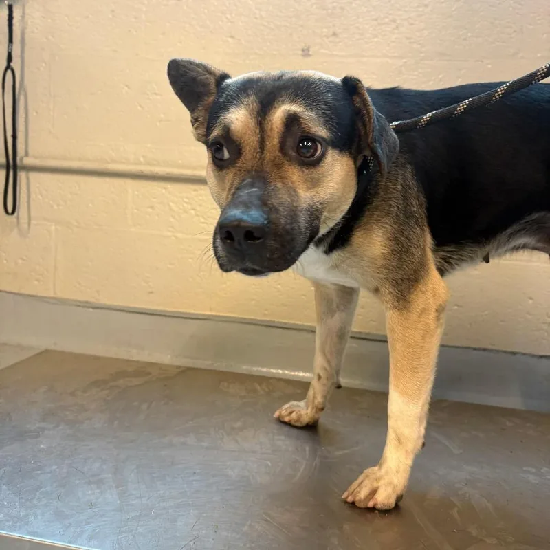 An adult medium-sized female Black Mixed Breed dog named Lil Bit for adoption in Huntington, WV
