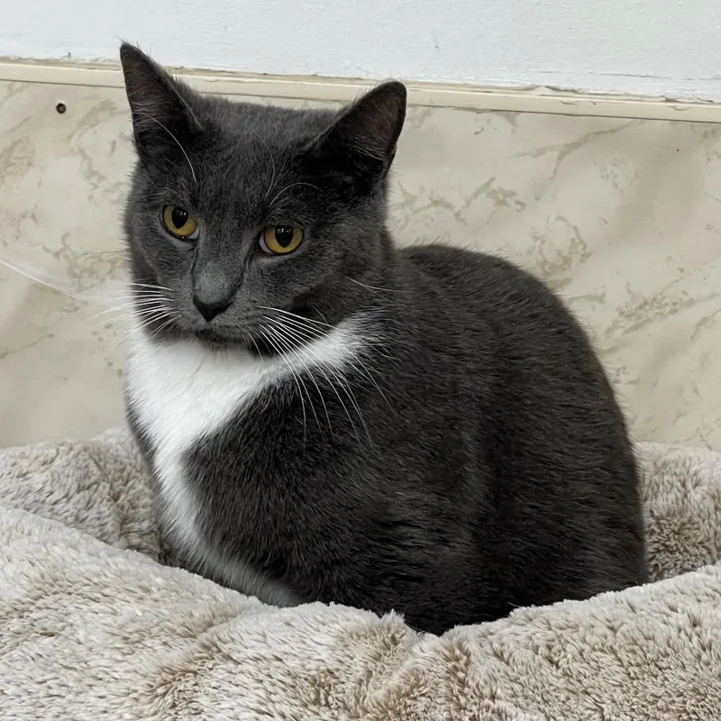 An adult medium-sized male Gray / Blue / Silver Domestic Short Hair cat named Ted for adoption in Delaware, OH