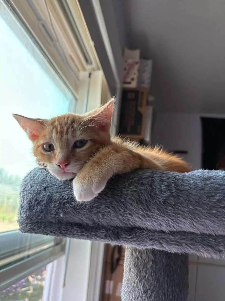 A baby medium-sized male Tabby (Orange / Red) Domestic Short Hair cat named Snarkey for adoption in Rochester, WA