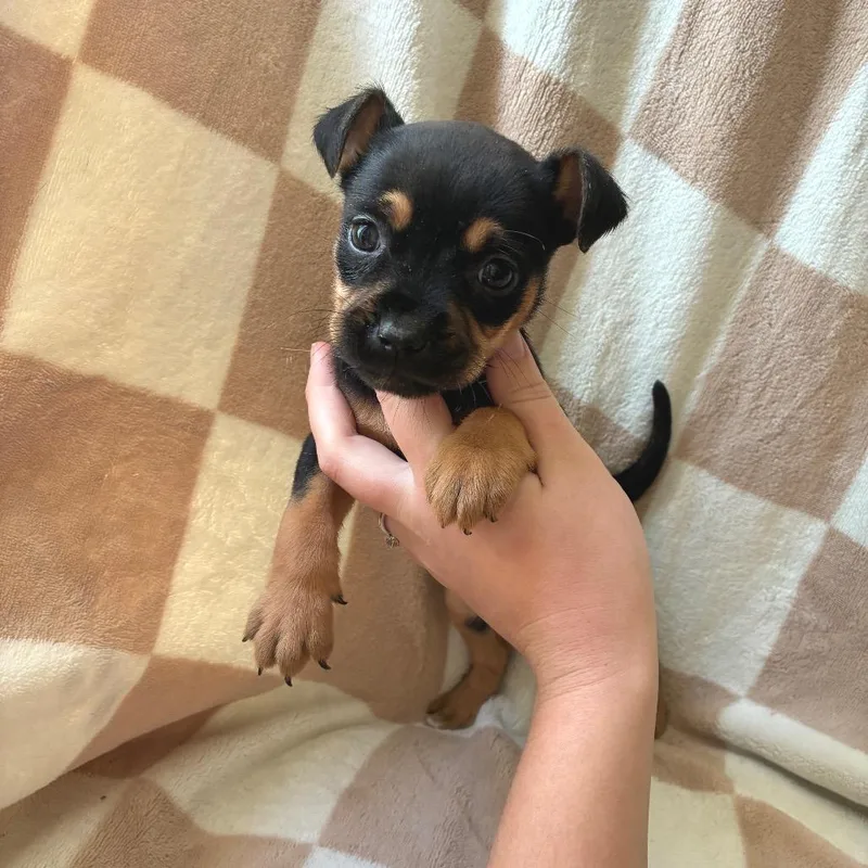 A baby small-sized female Black Mixed Breed dog named Turkey for adoption in Alexandria, VA