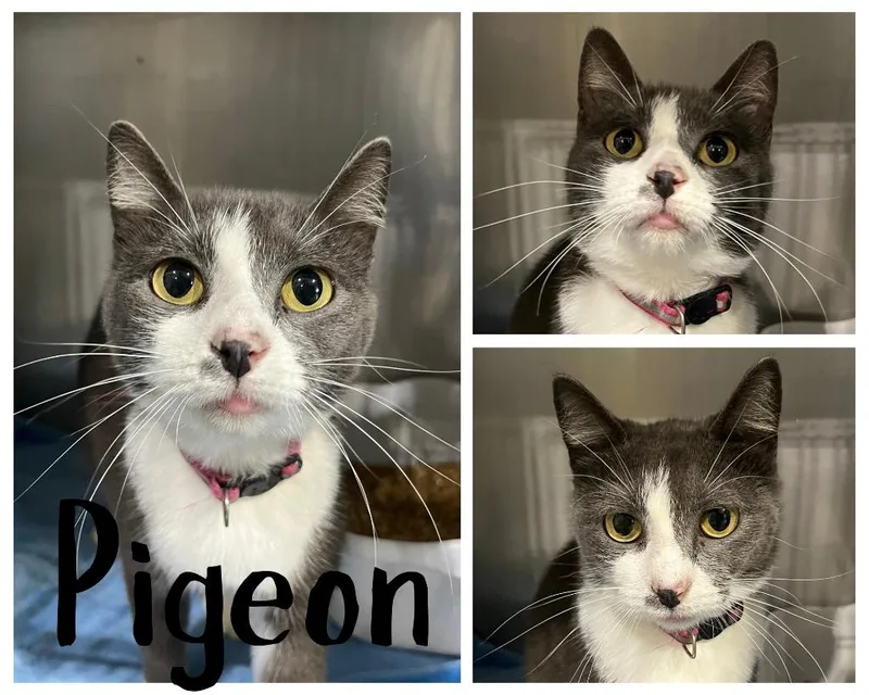 A young small-sized female Domestic Short Hair cat named Pigeon for adoption in Pierceton, IN