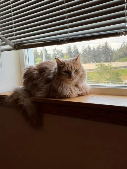 Pumpkin Pie