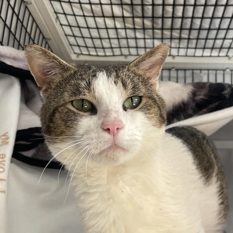 An adult large-sized male White Domestic Short Hair cat named Acorn for adoption in Chicago, IL