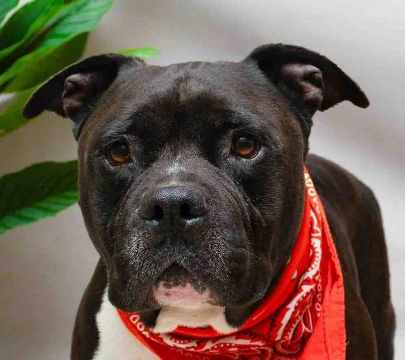 An adult medium-sized male Black Terrier dog named Snuggles for adoption in Sanford, FL