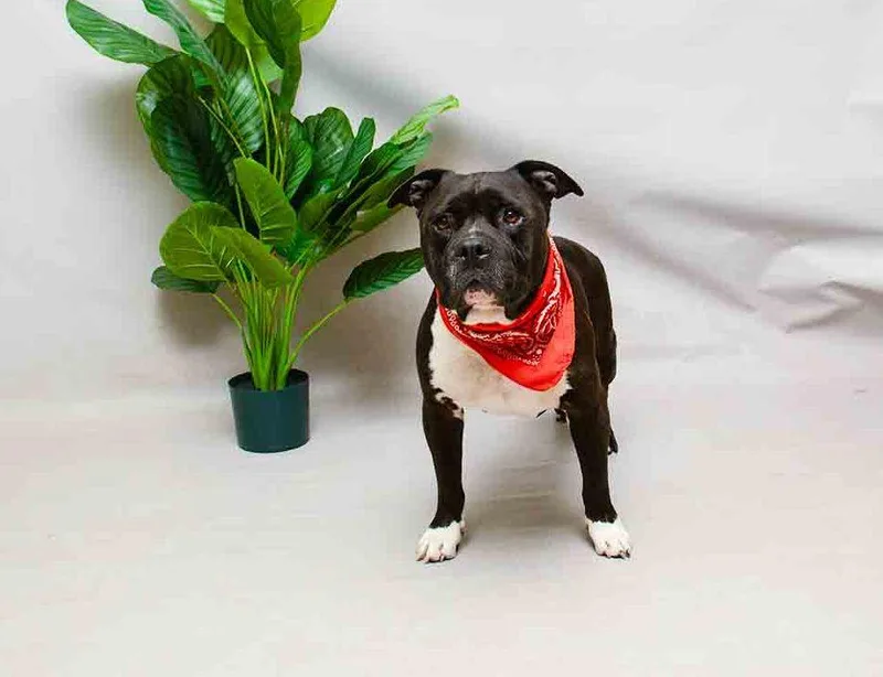 Snuggles thumbnail 2