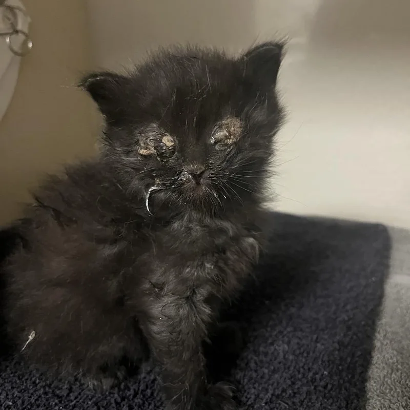 A baby small-sized male Black Domestic Medium Hair cat named Dutchman for adoption in Yuma, AZ