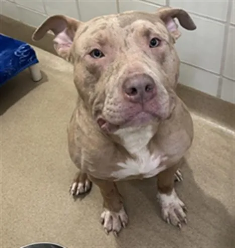 A young medium-sized male Pit Bull Terrier dog named Deuce for adoption in Derwood, MD