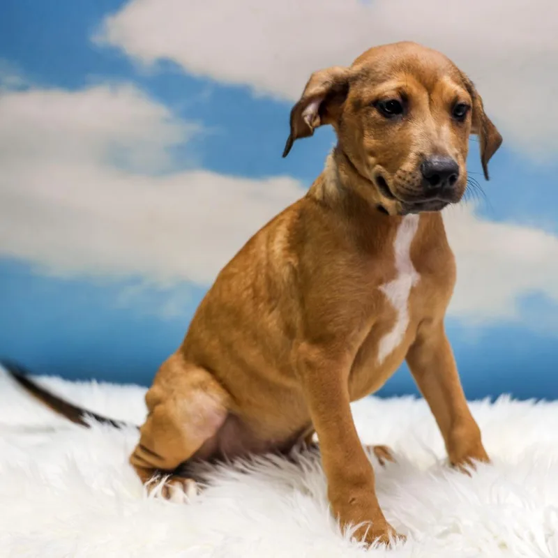 A baby medium-sized male Brown / Chocolate Mixed Breed dog named Hickiwan for adoption in Casa Grande, AZ