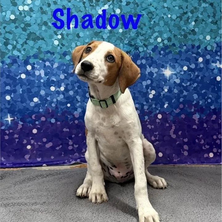 Shadow