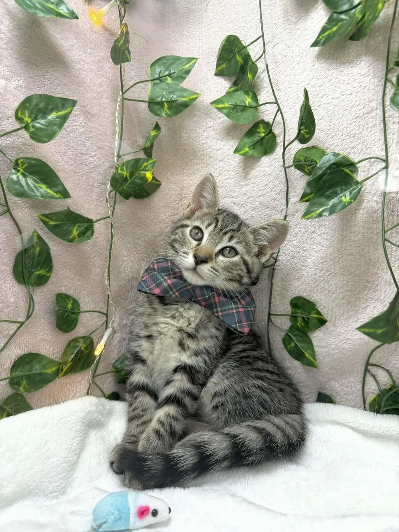 A baby medium-sized male Tabby cat named Chandler for adoption in Tavares, FL
