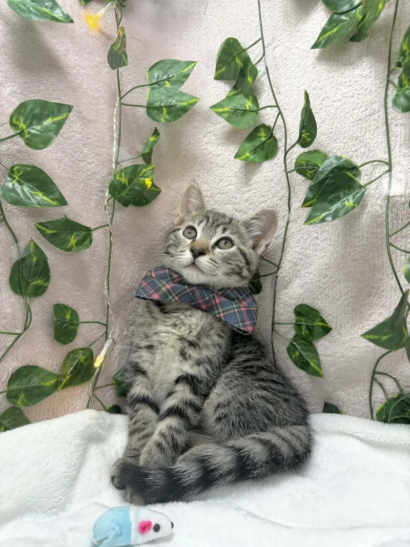 Chandler thumbnail 2