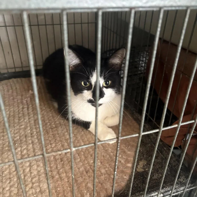 An adult medium-sized female Domestic Short Hair cat named Sushiaka Tucky for adoption in White Bluff, TN