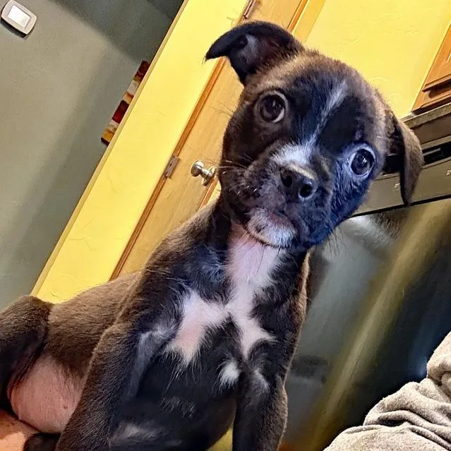 A baby medium-sized female Black Terrier dog named Artemis for adoption in Oklahoma City, OK