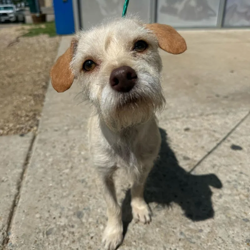 An adult small-sized male Apricot / Beige Terrier dog named Fez for adoption in Brooklyn, NY