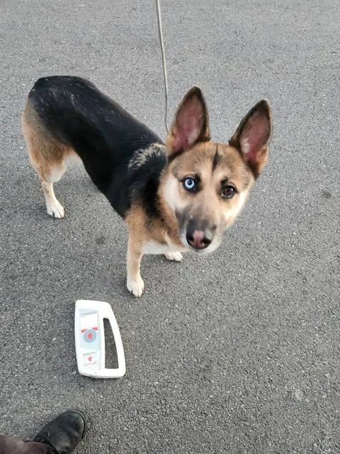 An adult medium-sized female German Shepherd Dog dog named Blue for adoption in San Antonio, TX