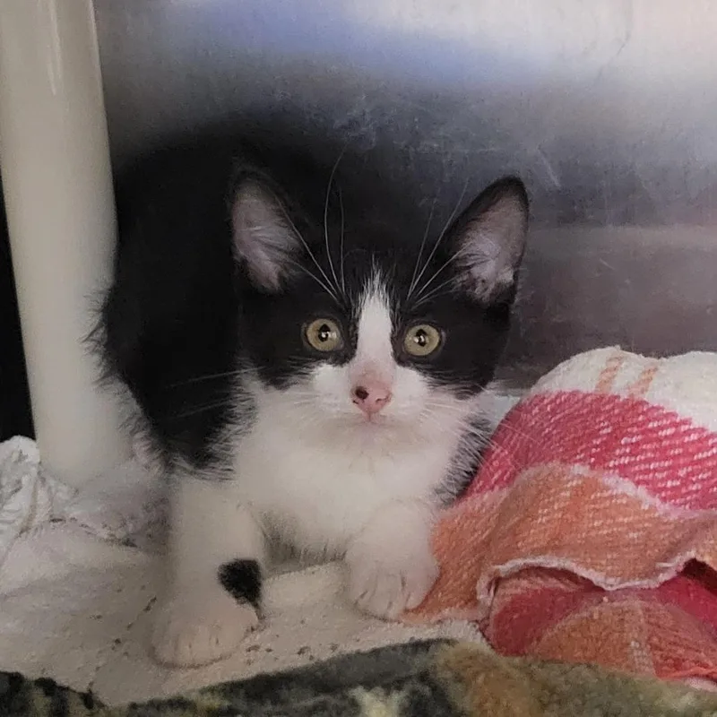 A baby small-sized male Black Domestic Short Hair cat named Simba for adoption in Grand Rapids, MI