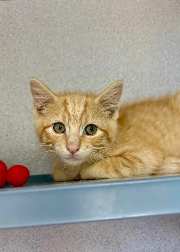 A baby small-sized male Domestic Short Hair cat named Dean for adoption in Skillman, NJ