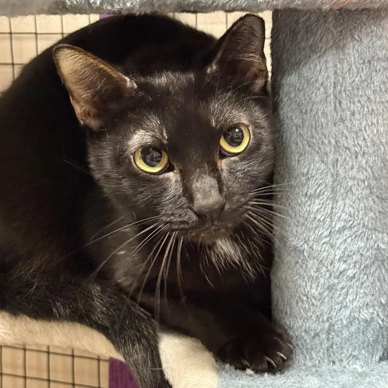 An adult medium-sized male Black Domestic Short Hair cat named Patrick for adoption in Collierville, TN