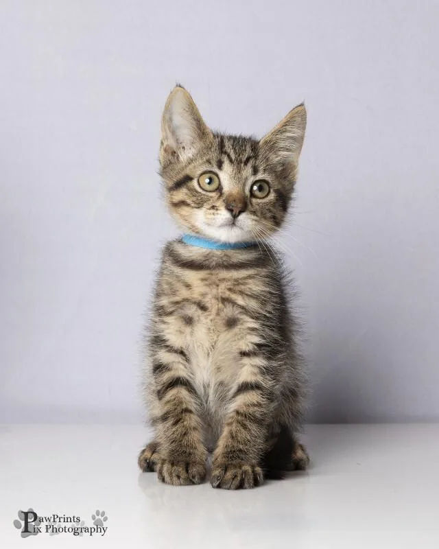 A young medium-sized male Domestic Short Hair cat named Buster for adoption in Maryville, TN