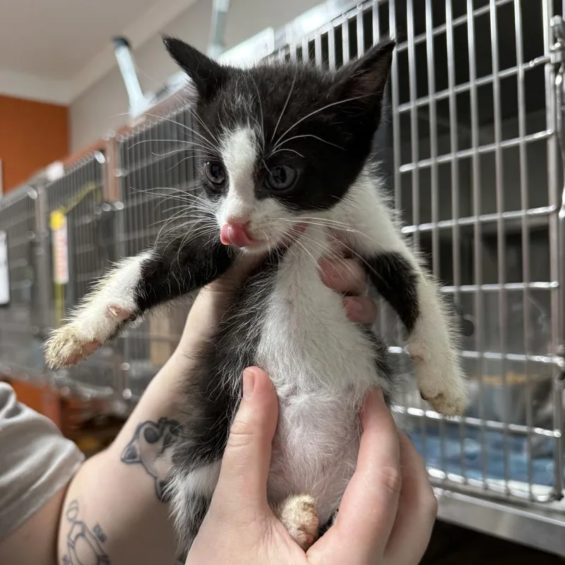 A baby small-sized male Black Domestic Short Hair cat named Knick Knack for adoption in Pensacola, FL