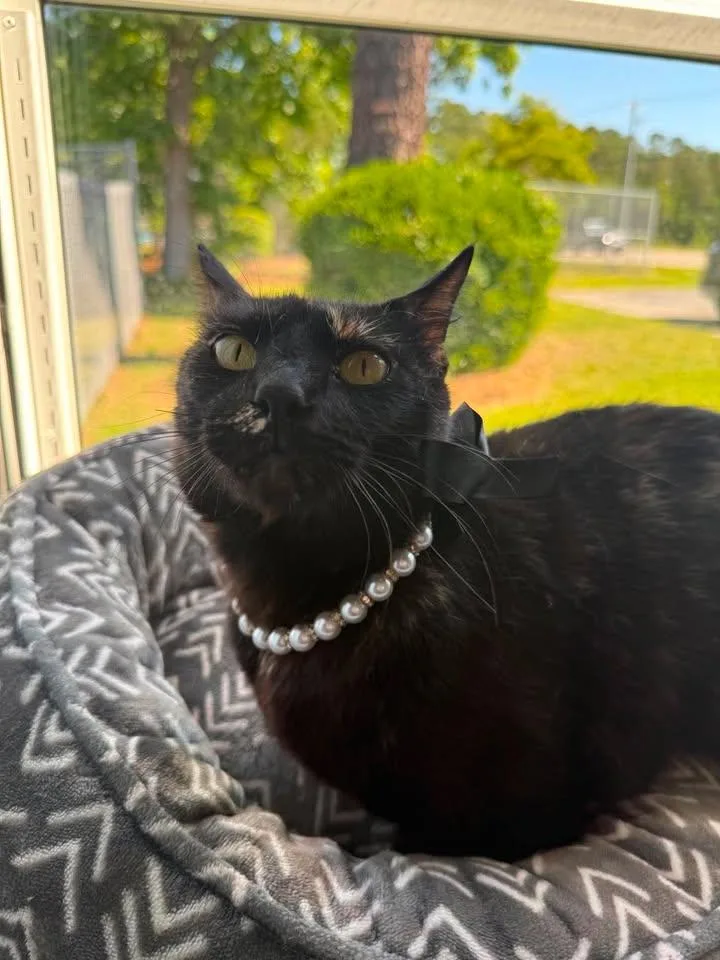 Harriet