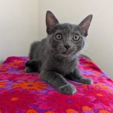 A baby small-sized male Gray / Blue / Silver Domestic Short Hair cat named Marigold for adoption in Rochester, MN