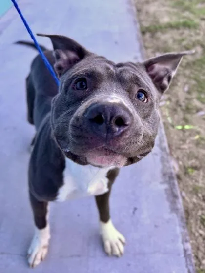 An adult medium-sized male Pit Bull Terrier dog named Fella for adoption in New Orleans, LA