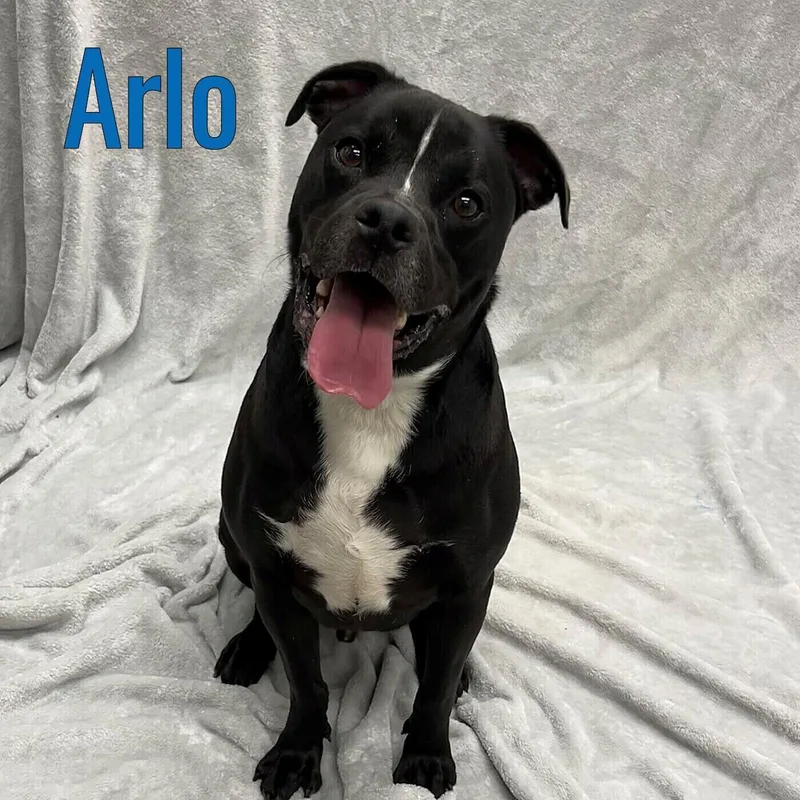 An adult medium-sized male Black Mixed Breed dog named Arlo for adoption in Pleasantville, NJ