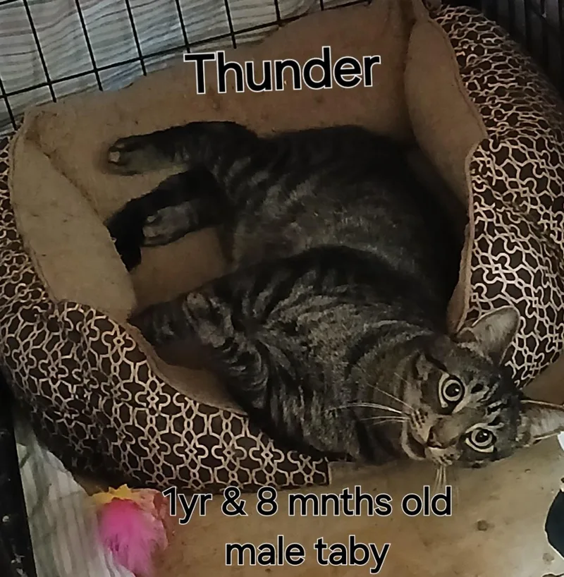 Thunder