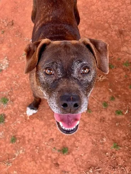 A senior medium-sized female Mixed Breed dog named Uma for adoption in Cumming, GA